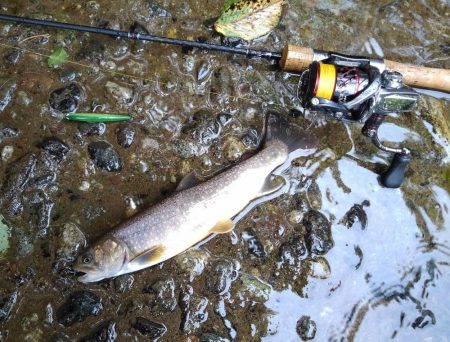 梅雨の晴れ間にイワナ釣り